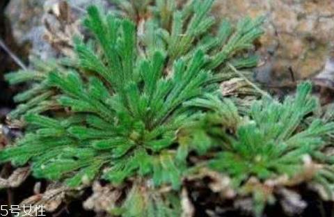 九死还魂草怎么养 水分充足才行