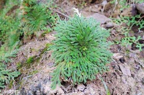 九死还魂草怎么养 水分充足才行