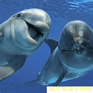 ​海豚是怎么交配的？科学家：总之很变态，它们演化出了人类的特征