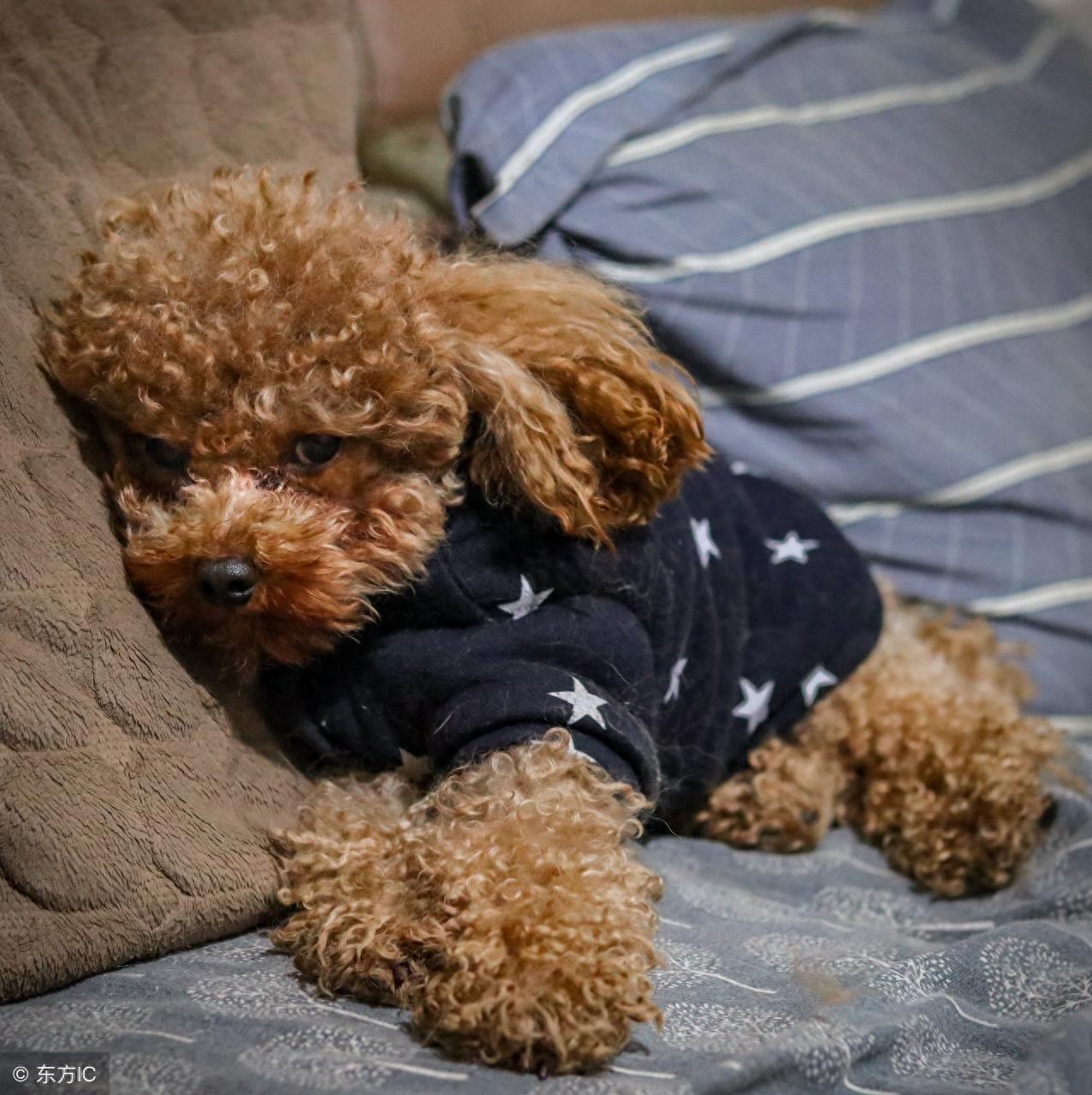 贵宾犬和泰迪的区别你知道吗？