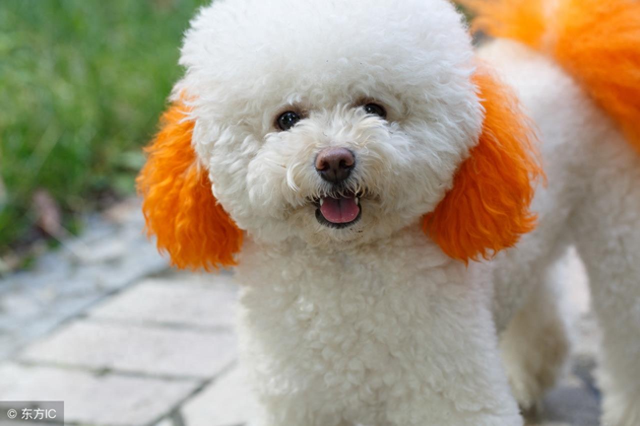 贵宾犬和泰迪的区别你知道吗？