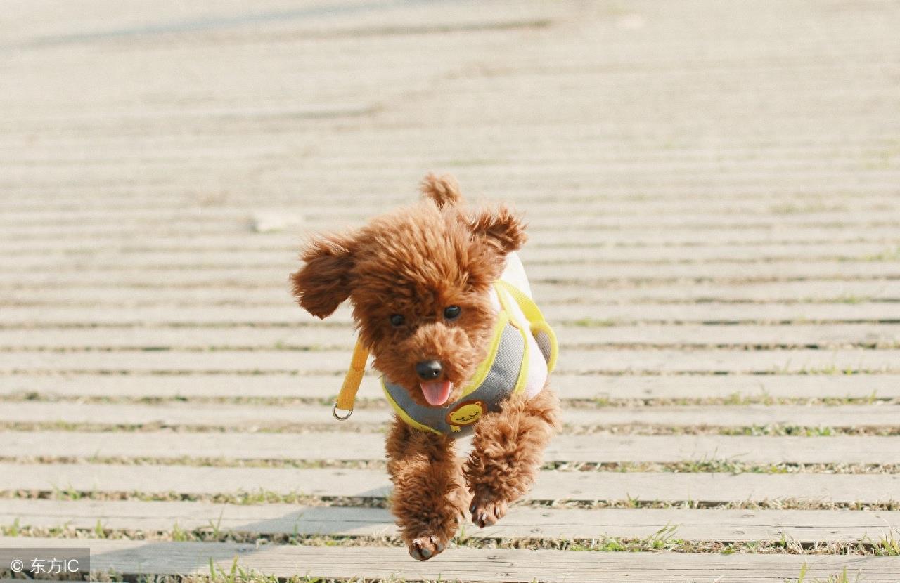 贵宾犬和泰迪的区别你知道吗？