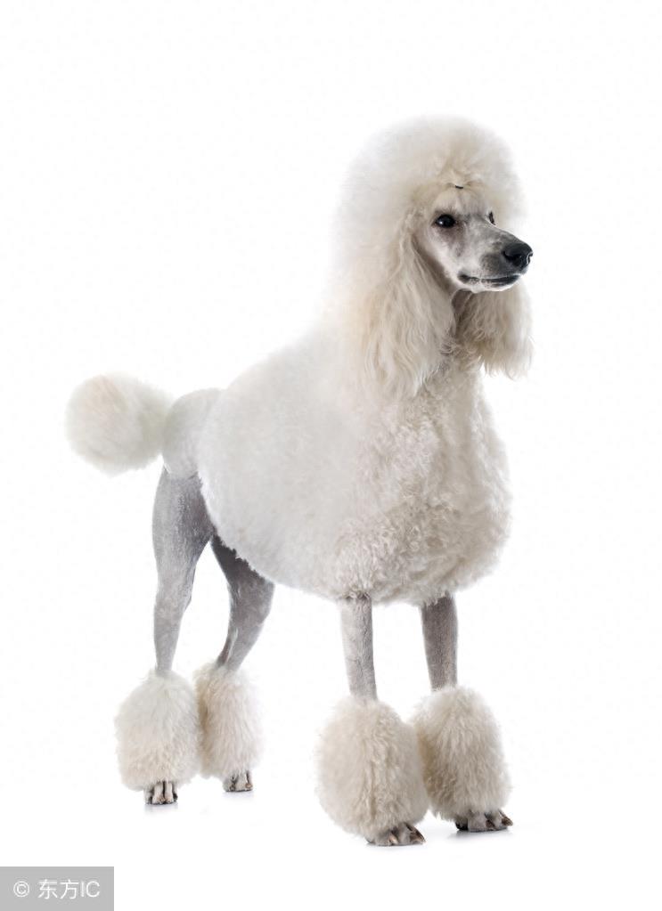 贵宾犬和泰迪的区别你知道吗？