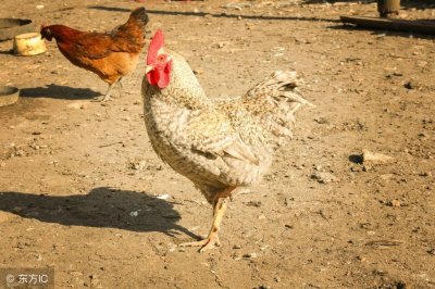 ​农村怎样进行土鸡养殖？