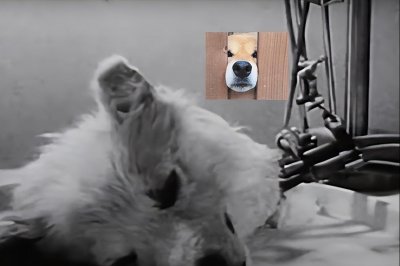 ​前苏联搞过的残忍实验！制造的“双头狗”，让美国人都胆寒