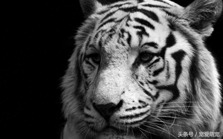 自然界中11种凶猛的动物