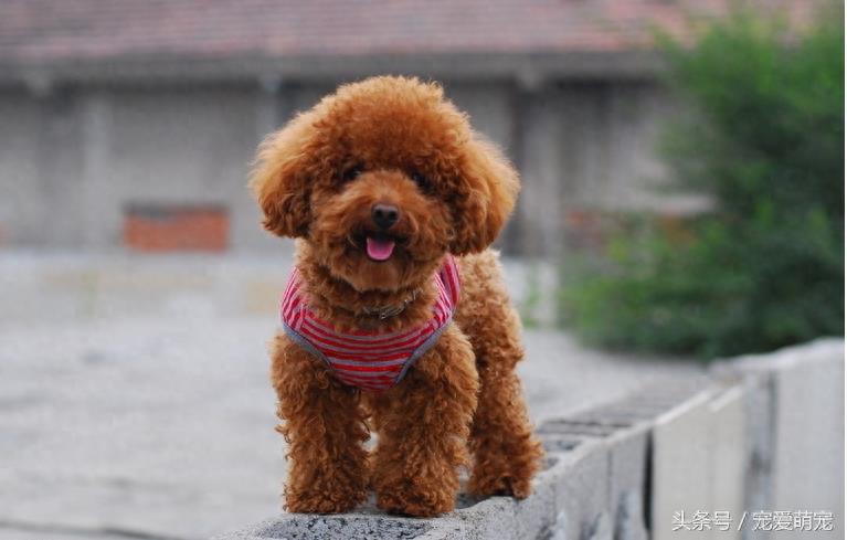 自然界中11种凶猛的动物