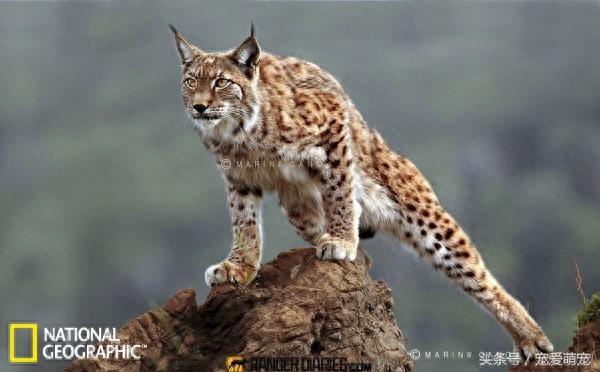 自然界中11种凶猛的动物