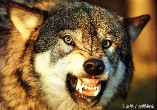 自然界中11种凶猛的动物