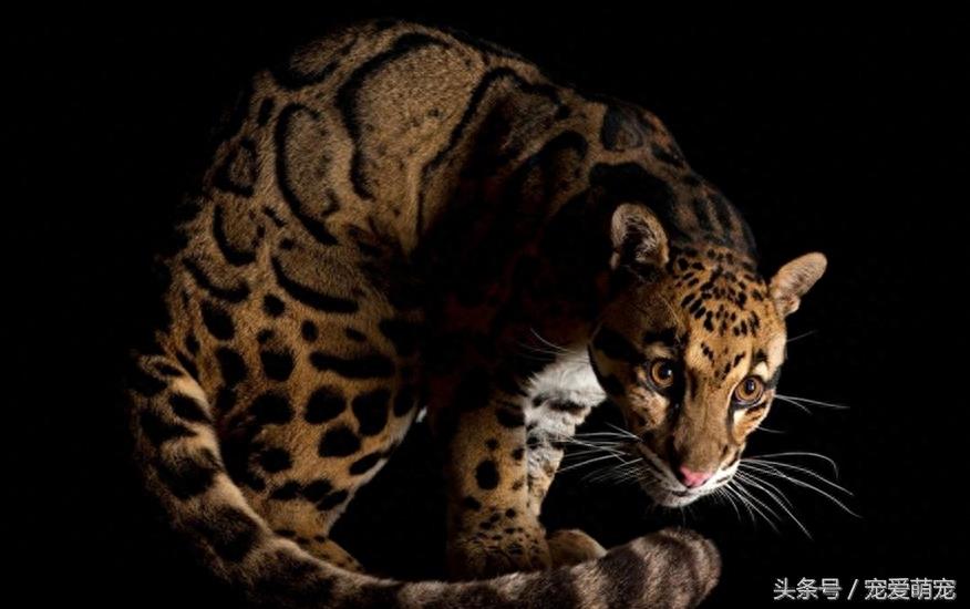 自然界中11种凶猛的动物