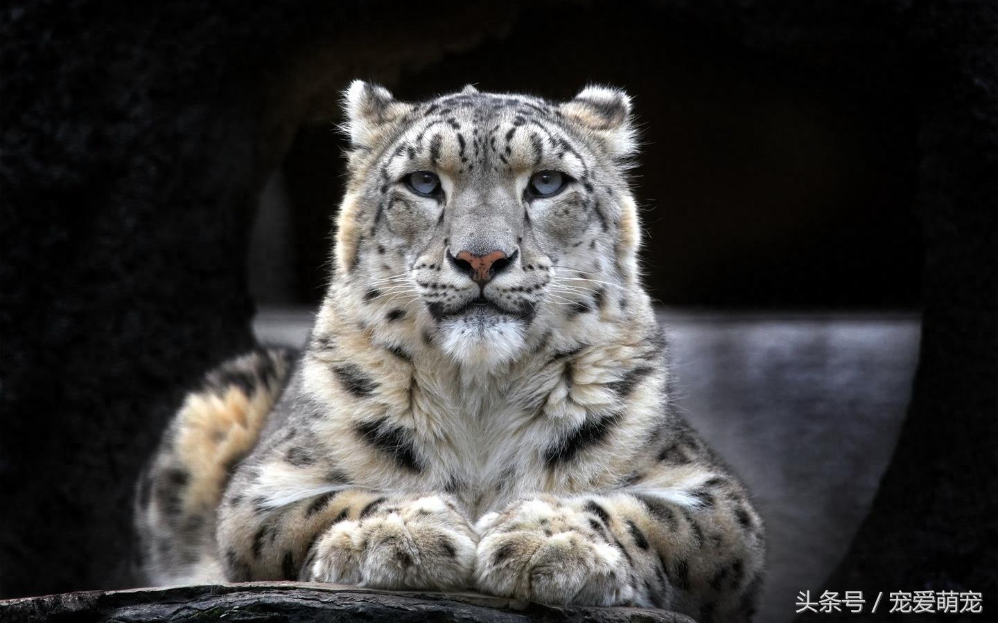 自然界中11种凶猛的动物