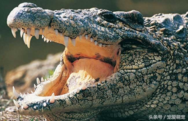 自然界中11种凶猛的动物