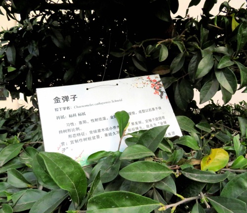 金弹子树是一种富贵树象征富贵，又称瓶兰花，适合在别墅院落观赏