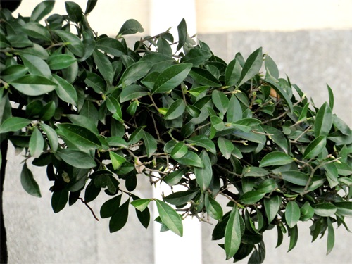 金弹子树是一种富贵树象征富贵，又称瓶兰花，适合在别墅院落观赏