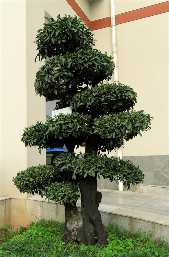 金弹子树是一种富贵树象征富贵，又称瓶兰花，适合在别墅院落观赏