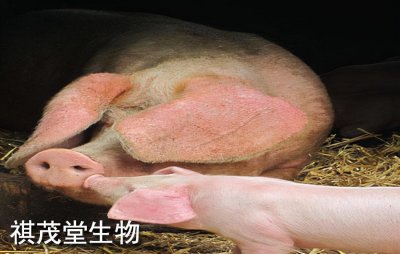 ​猪流行性腹泻的症状有哪些？治疗猪流行性腹泻的方法和用药说明