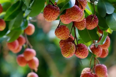 ​荔枝合集｜常见15种荔枝的区别及口感