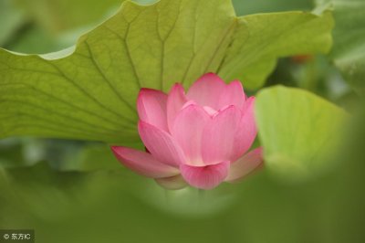 ​什么是关系代词