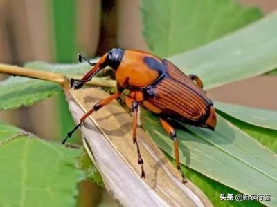 ​河源翠山竹海的竹象