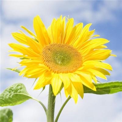 好看的向日葵图片微信头像