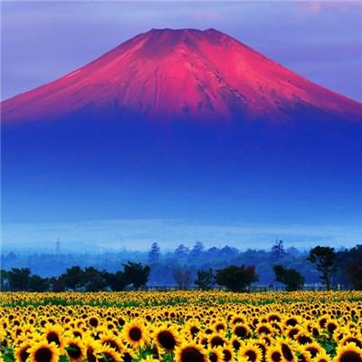 好看的向日葵图片微信头像