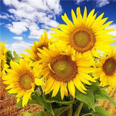 好看的向日葵图片微信头像