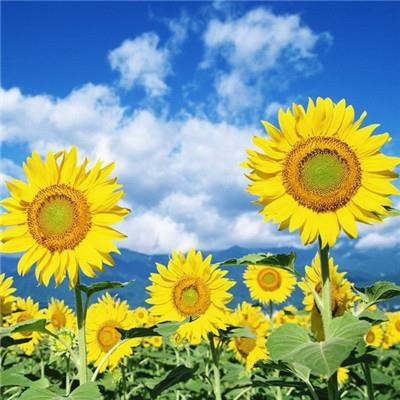 好看的向日葵图片微信头像