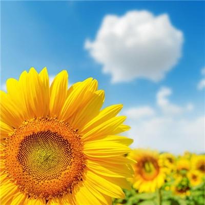 好看的向日葵图片微信头像