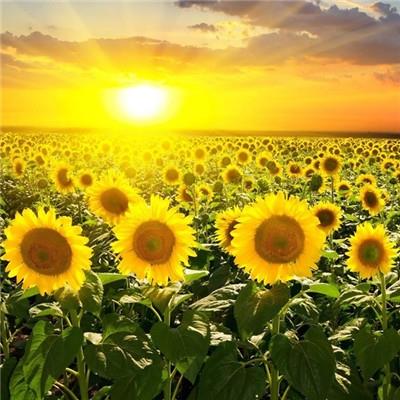 好看的向日葵图片微信头像