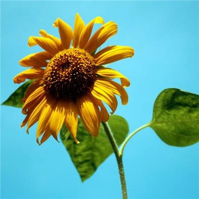 好看的向日葵图片微信头像