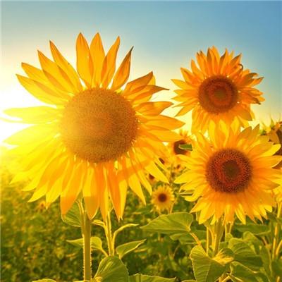 好看的向日葵图片微信头像