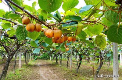 ​修文猕猴桃-贵州省修文县特产，中国国家地理标志产品