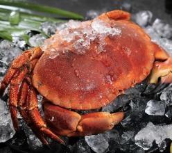 正直爱洁蟹，到底是怎样的一种螃蟹？