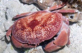 正直爱洁蟹，到底是怎样的一种螃蟹？