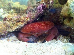 正直爱洁蟹，到底是怎样的一种螃蟹？