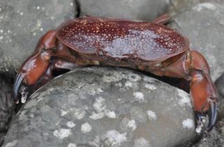 正直爱洁蟹，到底是怎样的一种螃蟹？