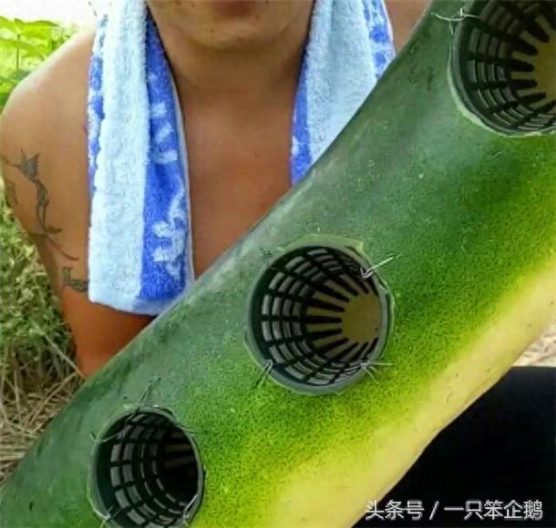 普通的冬瓜变“漩涡神器”，半个小时收入数百，成为新的致富神器