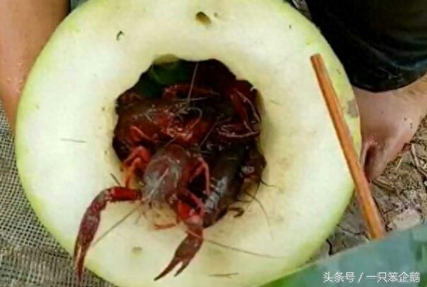 普通的冬瓜变“漩涡神器”，半个小时收入数百，成为新的致富神器