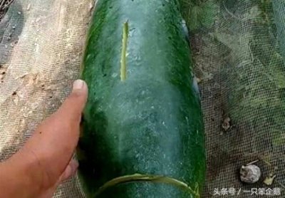 ​普通的冬瓜变“漩涡神器”，半个小时收入数百，成为新的致富神器