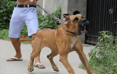 ​人称狗中四疯之一的菲勒-爱它你怕了吗