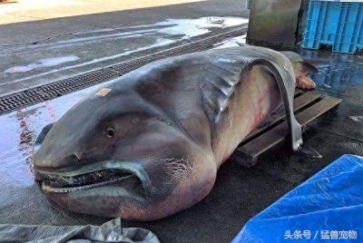 ​渔民出海钓鱼时钓上一只大嘴鲨，当知道它被钓上原因后让人恐慌