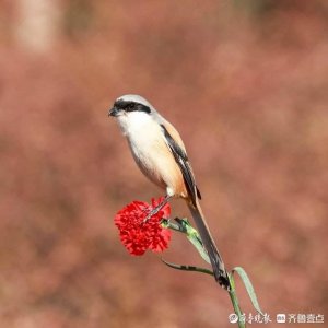 ​雀中猛禽之棕背伯劳