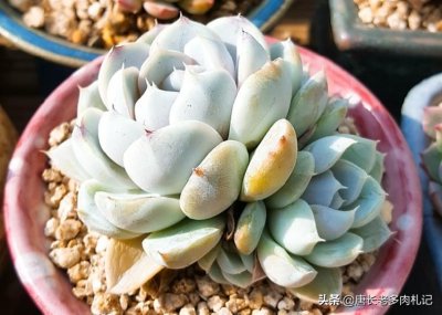 ​雪兔-非常乖巧的月影系多肉，叶片颜色可紫可白，夏季度夏无忧