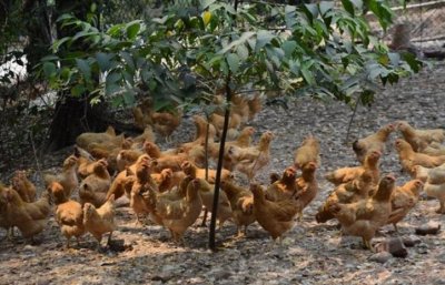 ​养鸡喂什么长得快？