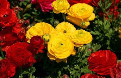 ​有1种花叫“芹菜花”，花朵硕大又美艳，养在家中好美丽