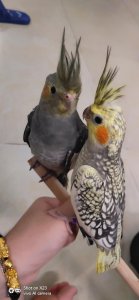 ​54种驯养的动物！