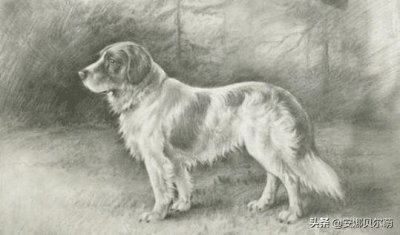 ​纯正的土狗长什么样？看到100年前的珍贵照片，才知道稀有