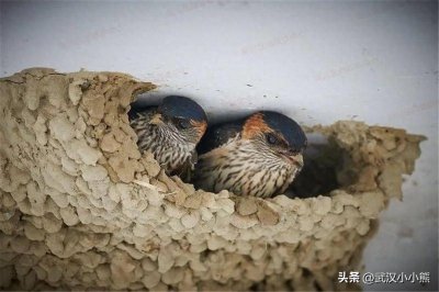 ​燕子在家里搭窝预示着什么意思？家里有燕子窝要发大财！