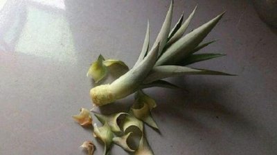 ​菠萝头以后不要扔了，轻松几步就能种出一个小盆栽