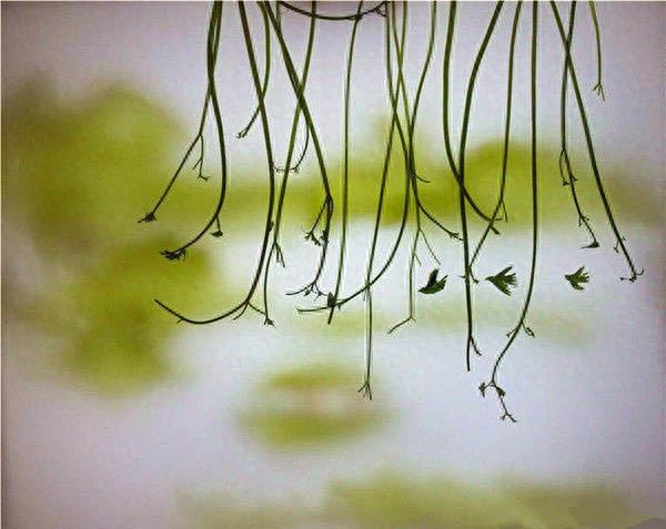 香菜拼出的西湖美景，脑洞太大了吧~ 「赞」「赞」 